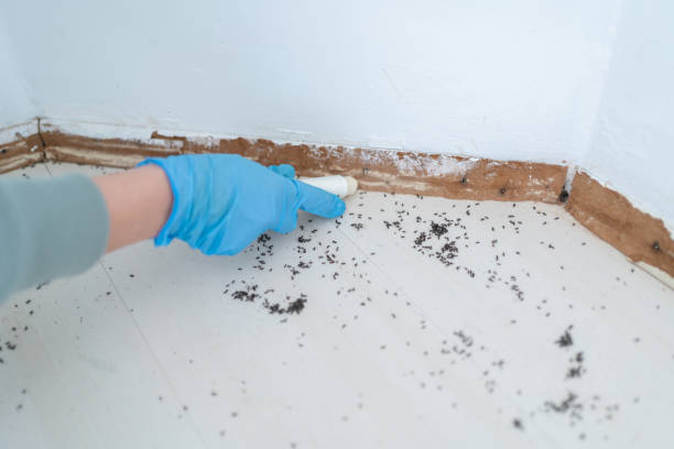 Best Mosquito Control Services  in Lowell, AR